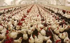 بسته حمایتی صنعت دام و طیور در راه است