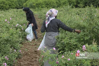 گل محمدی