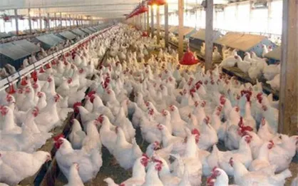 کاهش عوارض صادرات مرغ گوشتی به ۱۵۰۰ تومان