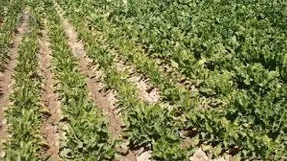 الگوی عملی در مسیر خودکفایی حوزه کشاورزی و امنیت غذایی
