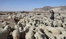 ۹۵ درصد دام سیستان فاقد پوشش حمایتی است