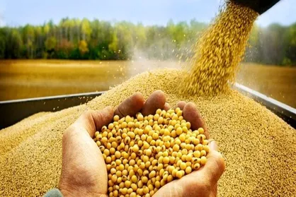 مطالبات سویاکاران گلستانی تسویه شد