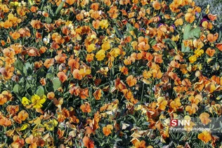 باغ گیاه شناسی