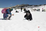 دبب