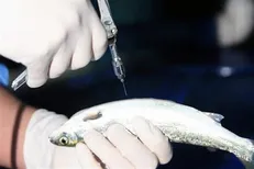 پژوهشگران ایرانی ۲ واکسن در حوزه آبزیان تولید کردند