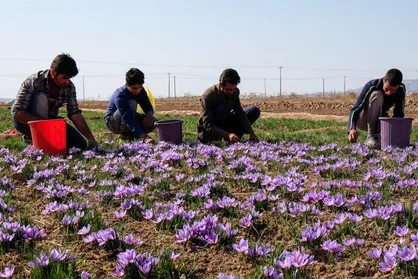 خرید حمایتی زعفران در خراسان رضوی به ۲۲ تن رسید