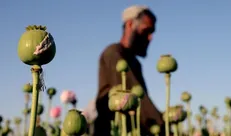 کمک ایران به افغانستان برای جایگزینی کشت مواد مخدر