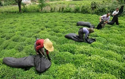 پرداخت ۸۲ میلیارد تومان از بدهی دولت به چایکاران