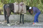 اسب