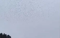 سقوط هم‌زمان صد‌ها پهپاد در چین
