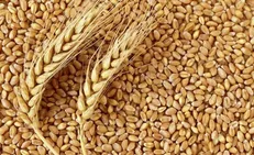 خطر بروز بحران جدی مواد غذایی احساس می‌شود
