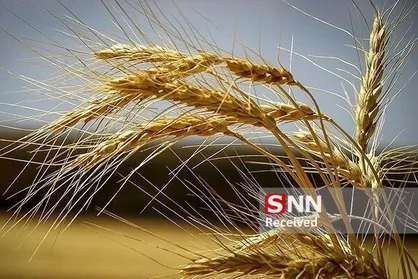 خرید تضمینی گندم به ۴.۵ میلیون تن رسید