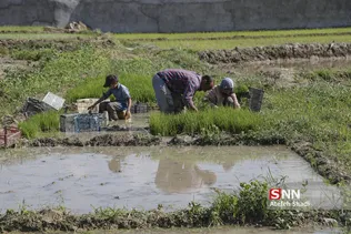 شالی