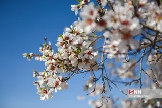 شکوفه های بهاری منطقه مهارلو استان فارس