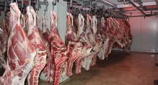 تاکنون تخلف و مشکل خاصی در مورد سلامت گوشت‌های قرمز وارداتی یا داخلی به وجود نیامده است