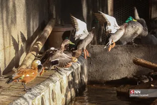رهاسازی ۹ قطعه پرنده شکاری و آبزی در تالاب بهشت معصومه