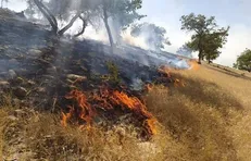 برآورد ۲ میلیاردی برای ترمیم و احیای مراتع بوکان