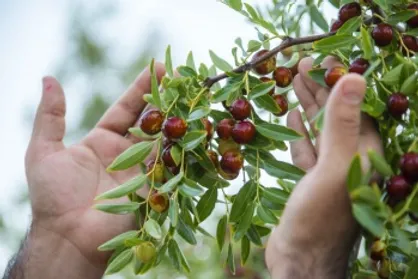 عرضه محصولات خراسان جنوبی در سی و هفتمین نمایشگاه ملی صنایع&zwnj;دستی تهران