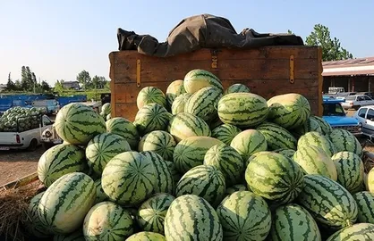 وضع عوارض بر محصولات جالیزی تصمیم خلق الساعه وزارت جهاد کشاورزی/ بازار&zwnj;های بین&zwnj;المللی از ایران گرفته میشود
