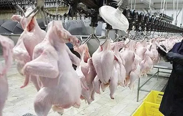 آغاز فرآیند ذخیره‌سازی استراتژیک مرغ تولید داخل از امروز
