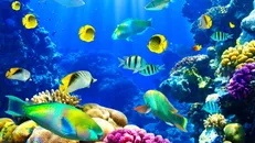 آبزیان در کمین زیردریایی‌ها/ دارپا بستر دریا را به اینترنت ماهی‌ها تبدیل می‌کند
