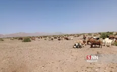 تشکیل ۶۹ پرونده چرای غیرمجاز دام در مراتع خراسان جنوبی