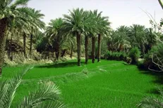 خاک‌ مناطق آلوده به ترکیبات نفتی با گیاهان بومی پالایش می‌شود