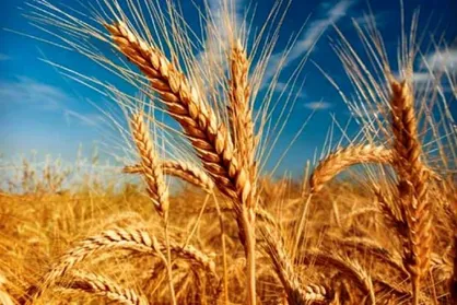 دستاورد خوکفایی گندم به واردات گندم تبدیل می&zwnj;شود؟