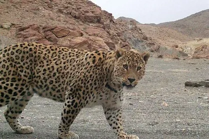 خطر انسان برای جان پلنگ&zwnj;ها / جریمه ۸۰ میلیونی شکار پلنگ ایرانی از وسوسه شکار جلوگیری می&zwnj;کند؟