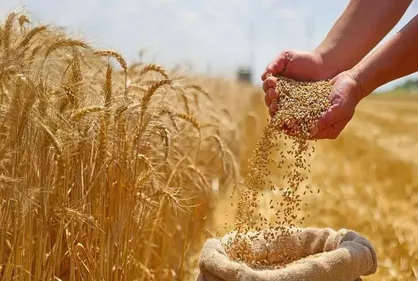 مطالبات معوق گندم&zwnj;کاران به ۲۲۰ همت رسید
