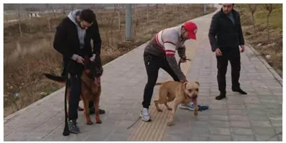 سگ&zwnj;های زمین خوار در لواسان!
