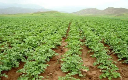 افزایش خطر شیوع سفیدک دروغین در مزارع سیب&zwnj;زمینی اردبیل
