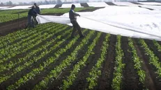 هشدار نارنجی به کشاورزان/ گندم و غلات را به مناطق امن حمل کنید