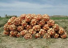 خرید ۱۵ میلیارد تومانی پیاز در جنوب کرمان