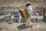 زنبور
