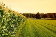 افزایش ۲۰ درصدی سطح جهش تولید در دیمزار‌های کشور