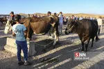 بازار دام
