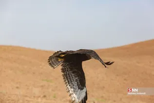 رهاسازی پرندگان شکاری در قم