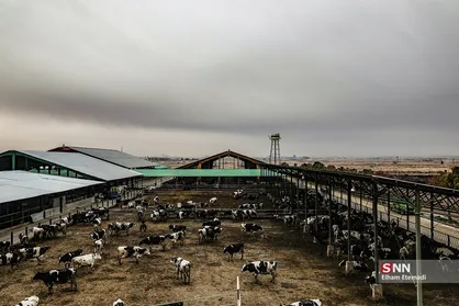 دامداری "دشت دام مایان"