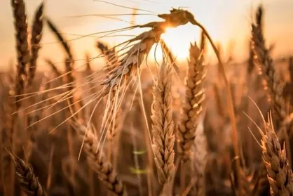 اختصاص ۲۵۰ همت برای خرید تضمینی گندم در بودجه ۱۴۰۴