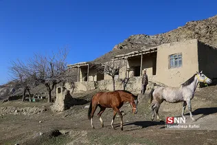 اسب ترکمن