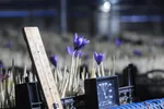 زعفران