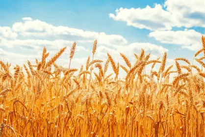 خرید تضمینی گندم از ۳ میلیون تُن گذشت