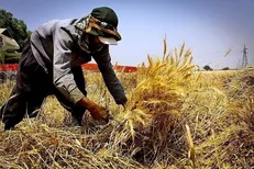 برداشت گندم در ری آغاز شد؛ پیش‌بینی تولید ۷ هزار تن