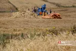 برداشت گندم