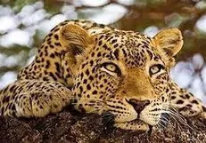 جولان پلنگ در خیابان‌های قائم‌شهر+ فیلم