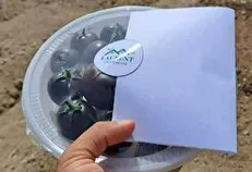 فروش اولین محصول گوجه فرنگی مشکی در شیروان