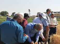 ثبت و معرفی ارقام جدید گندم از سوی محققان دانشگاه تبریز