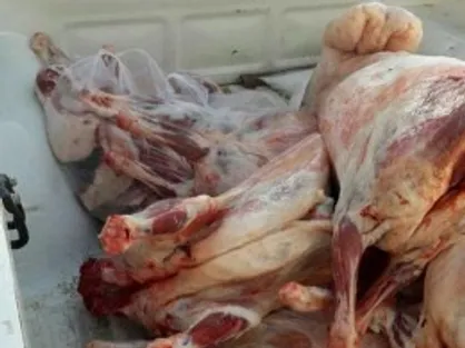 ماجرای پودر شدن ۳۲۰ تن گوشت وارداتی