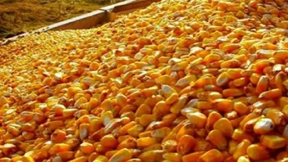 دستور توقف ترخیص ۲۰ هزار تن ذرت غیراستاندارد